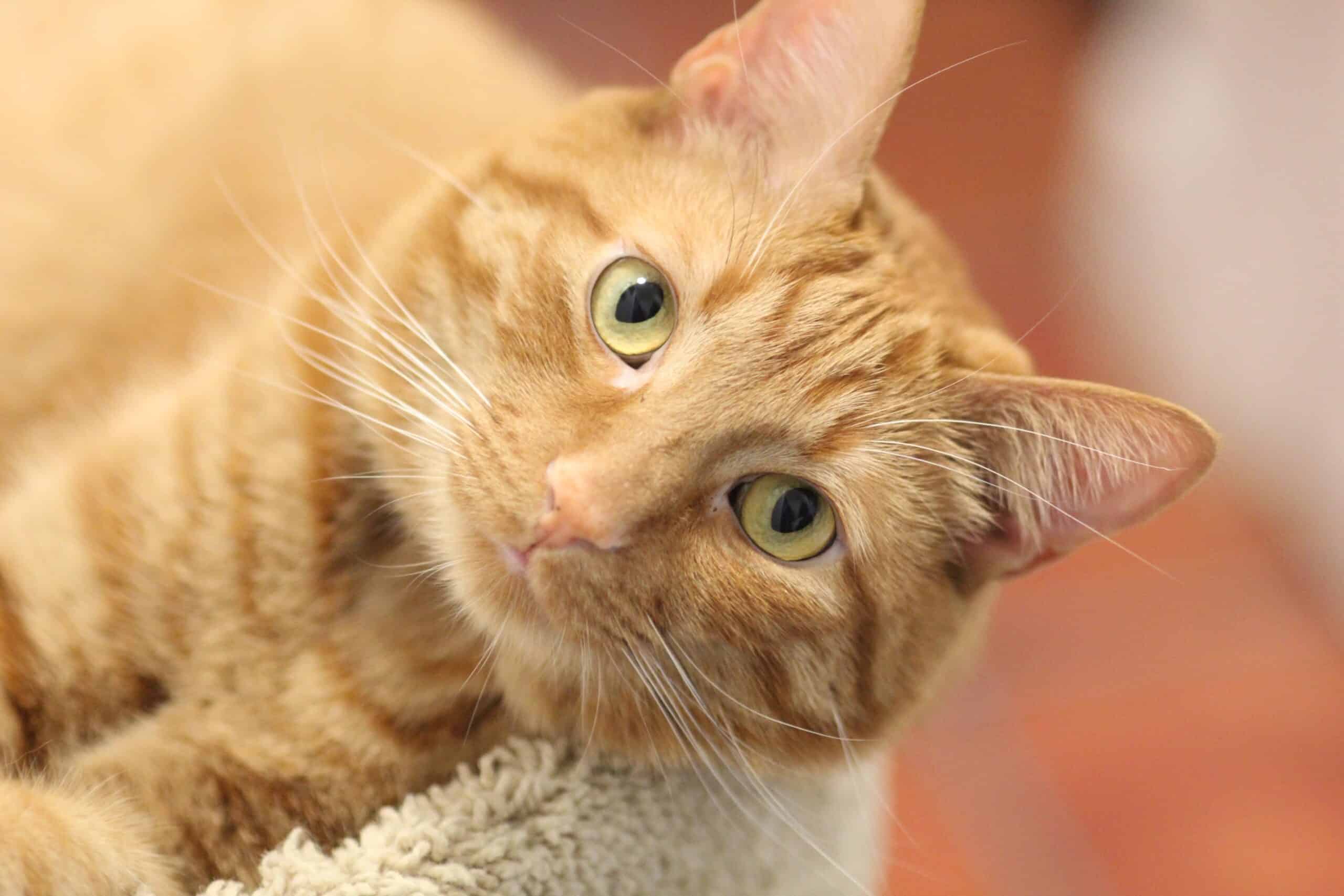 An orange cat resting indoors
