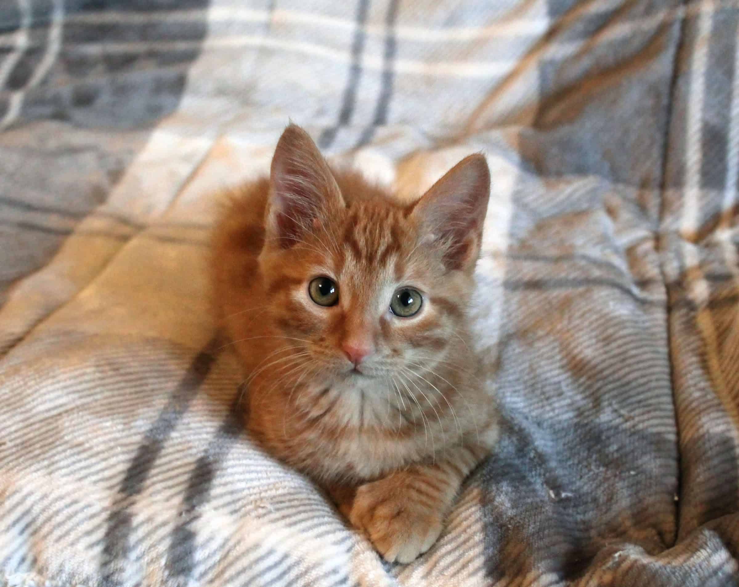 A kitten in foster care