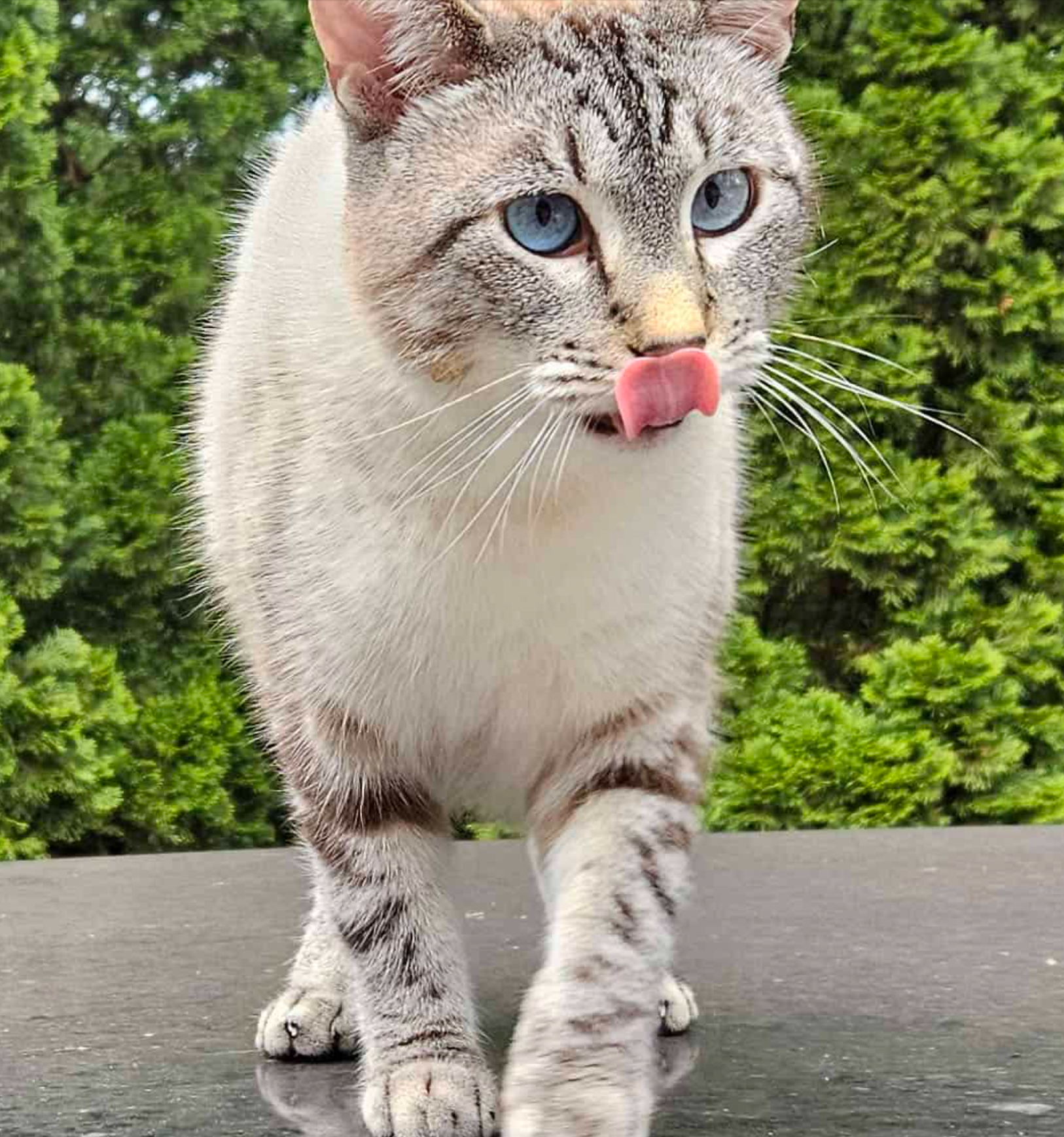 A blue-eyed cat walking outdoors