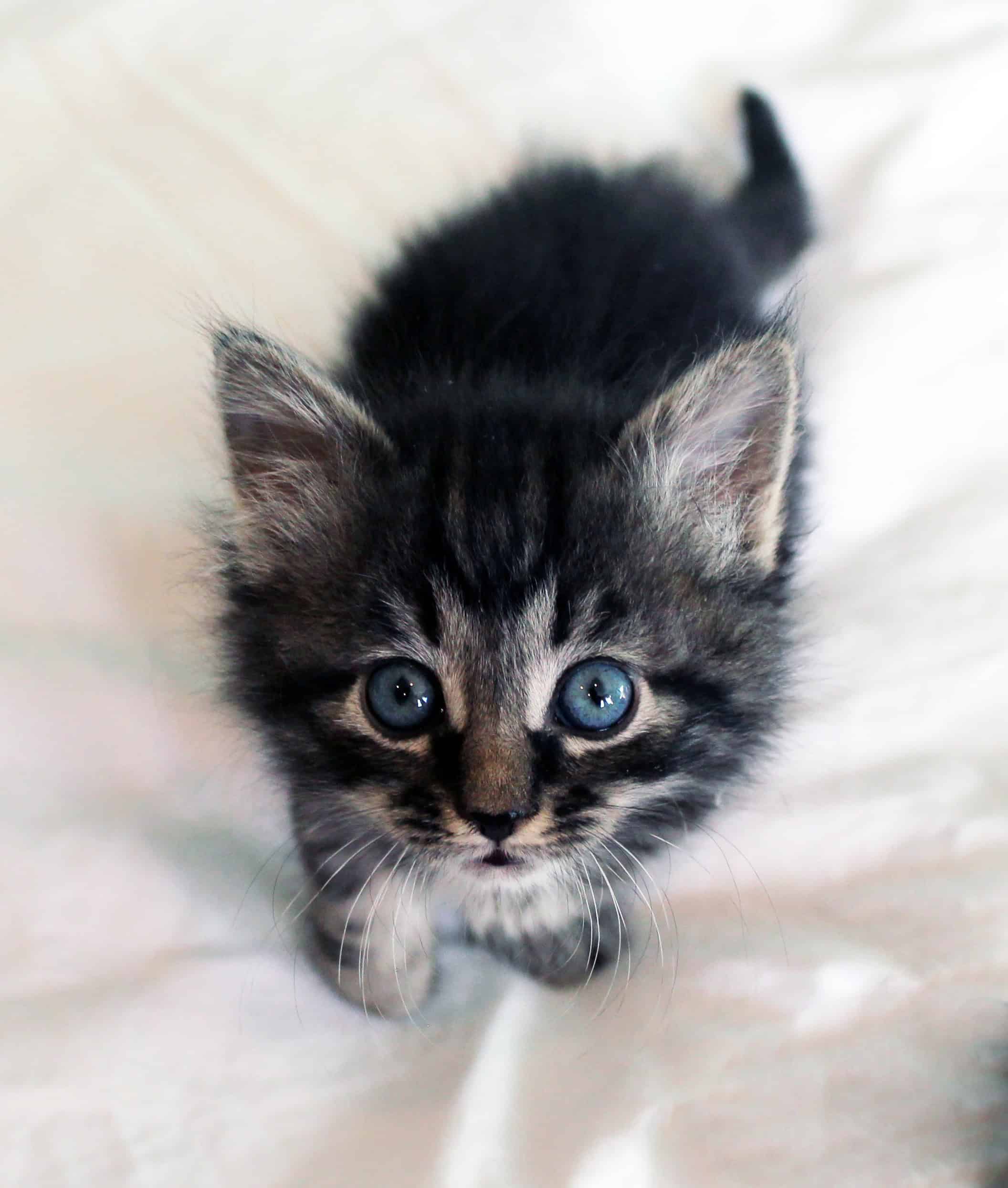 A kitten looking toward the camera