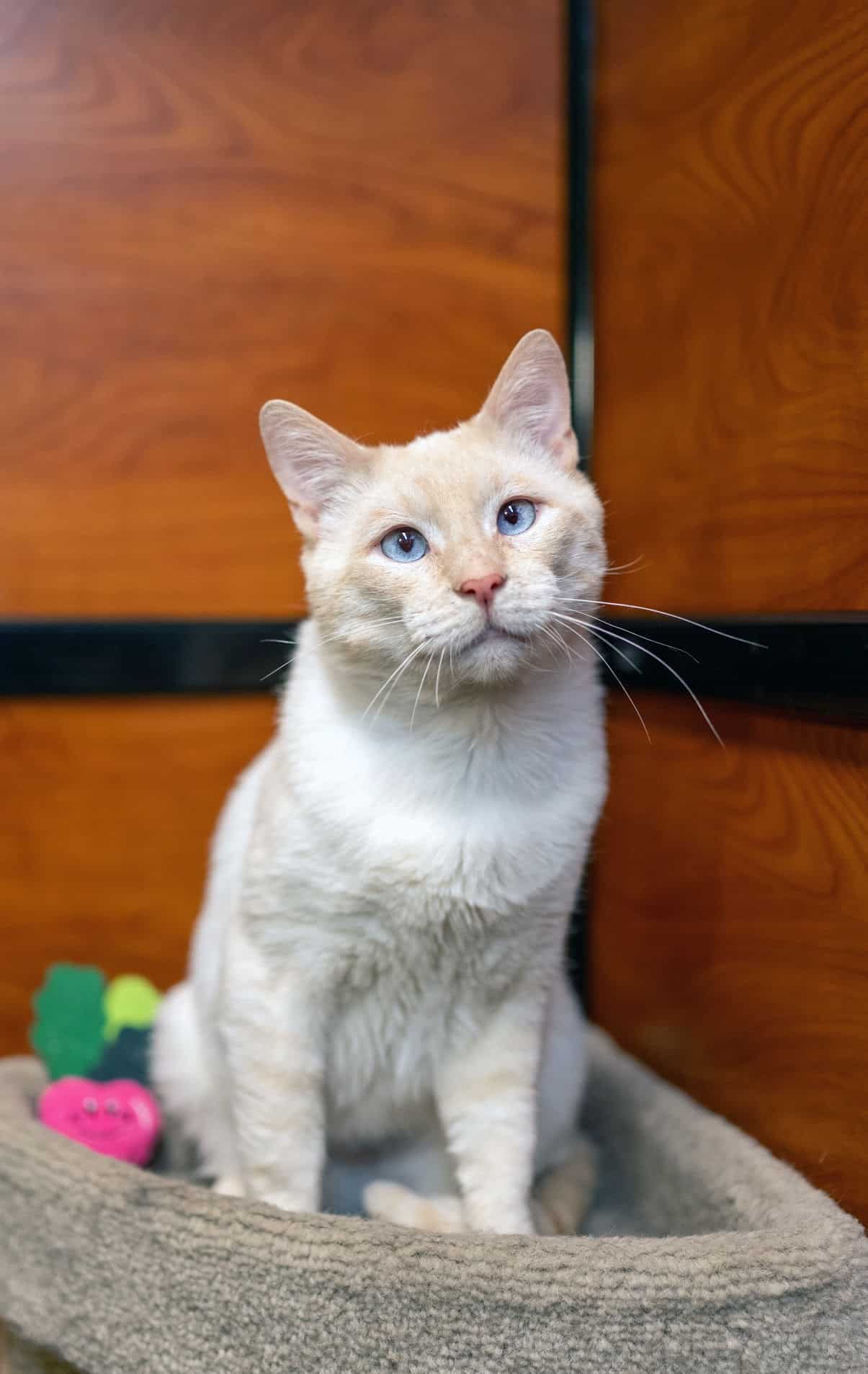 A cat resting indoors